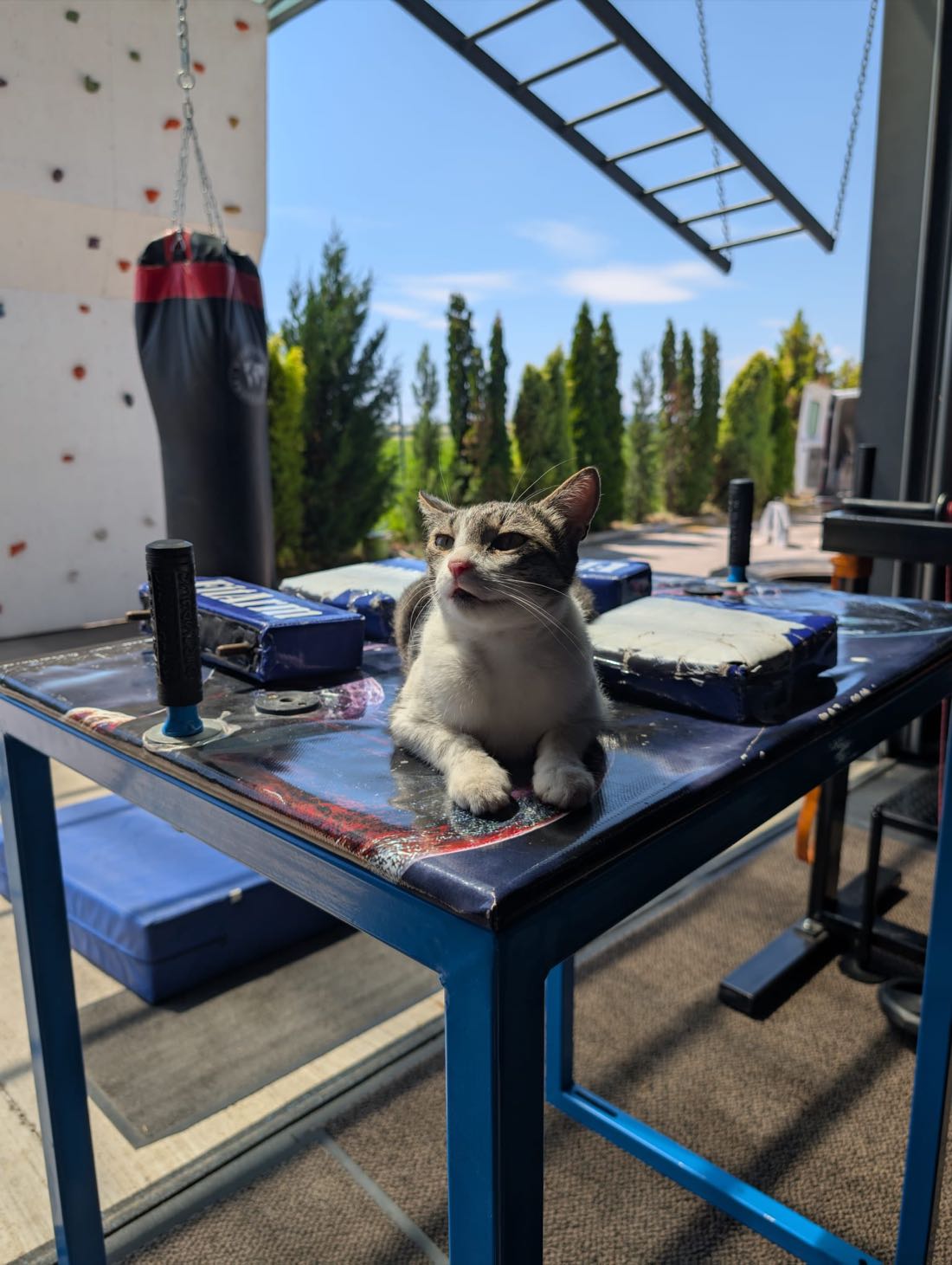 Klubová mačka na stole na pretláčanie rukou